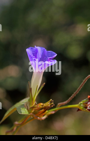 Ipomoea nil, Blue Morning Glory, Japanese Morning Glory, White-Edge Morning Glory Stock Photo