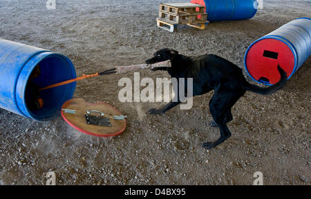 March 01, 2013 - Santa Paula, CA, US - Trainer Lyz Gregory from inside the barrel engages in a pull toy tug-of-war with Bouncer, a reward for correctly identifying the human-occupied barrel during training in the barrel field at the Search Dog Foundation Training Center.  The SDF is a non-profit, non-governmental organization which strengthens disaster preparedness in the US by partnering rescued dogs with firefighter handlers to find people buried alive in the wreckage of disasters.  The teams are provided at no cost to fire departments and other emergency agencies throughout the country.  SD Stock Photo