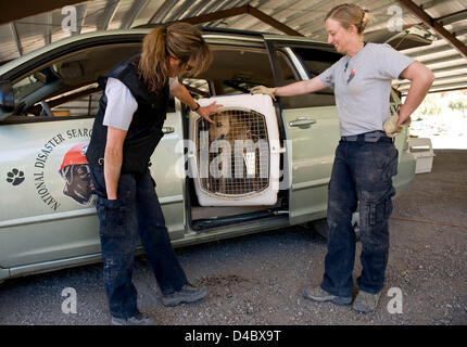 March 01, 2013 - Santa Paula, CA, US - Lead trainer Sonja Heritage, left, and trainer Lyz Gregory give search-dog-in-training Tanner some time in his crate to think about and digest what he's just learned during his time working in the barrel field at the Search Dog Foundation Training Center.  The SDF is a non-profit, non-governmental organization which strengthens disaster preparedness in the US by partnering rescued dogs with firefighter handlers to find people buried alive in the wreckage of disasters.  The teams are provided at no cost to fire departments and other emergency agencies thro Stock Photo