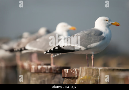 Row of Herring Gulls on Posts Stock Photo