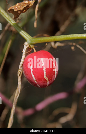 Lollipop Climber, Marble Vine, Diplocyclos palmatus, India Stock Photo