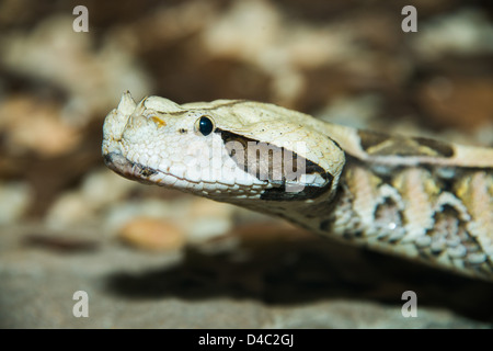 This is an image of a Gaboon Viper (Bitis gabonica) Stock Photo