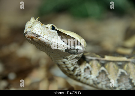 This is an image of a Gaboon Viper (Bitis gabonica) Stock Photo