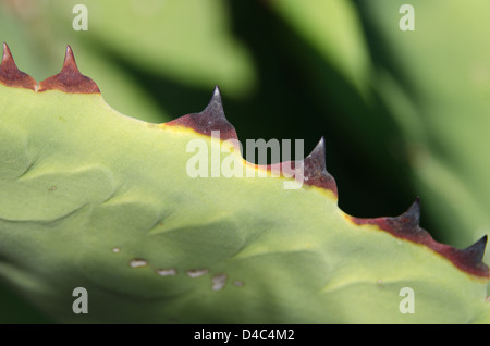 Thorns on an agave leaf. Stock Photo