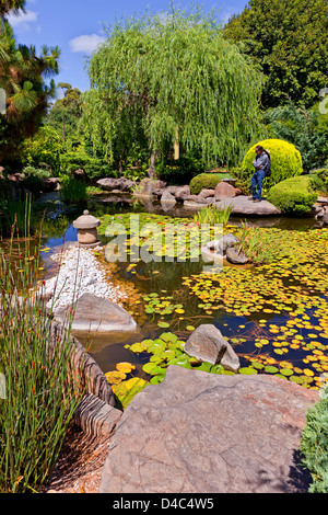 man person tree reed reeds water pond lily lilies Japanese Garden in the South Parkland's of Adelaide in South Australia Stock Photo