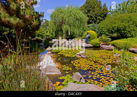 man person garden tree reed reeds water pond lily lilies Japanese Garden in the South Parkland's of Adelaide in South Australia Stock Photo