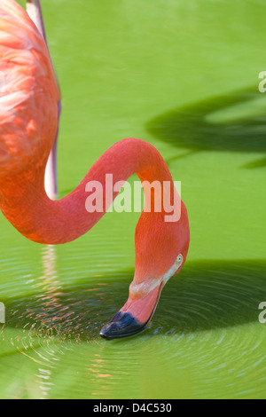 American, Caribbean, Cuban or Rosy Flamingo (Phoenicopterus ruber ruber). Brighter, American race of Greater Flamingo. Feeding.