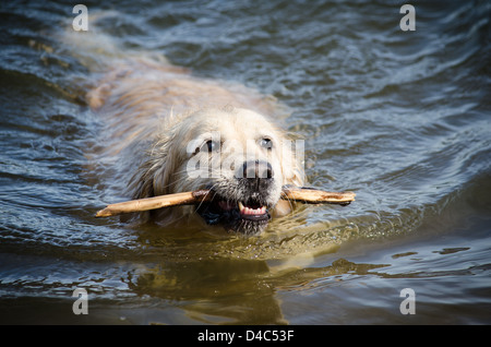 Female Golden Retriever carrying a stick out of the water at Down's Memorial Park in Maryland Stock Photo