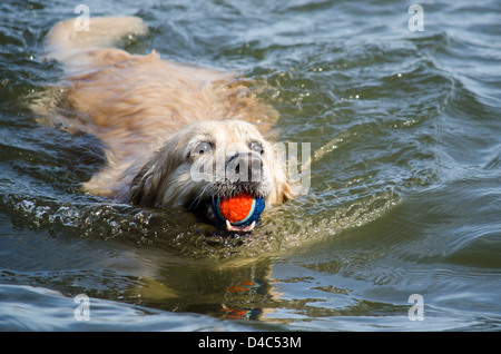 Female Golden Retriever carrying a ball whilst swimming Stock Photo