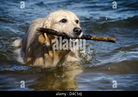 Female Golden Retriever carrying a stick out of the water at Down's Memorial Park in Maryland Stock Photo