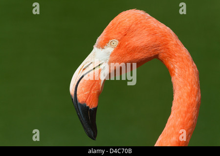 American, Caribbean, Cuban or Rosy Flamingos Phoenicopterus ruber ruber. More richly coloured American race of Greater Flamingo.
