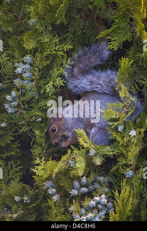 Grey Squirrel (Sciurus carolinensis), feeding on fruits or cones of a cultivated form of Variegated Cypress tree Cupressus sp. Stock Photo