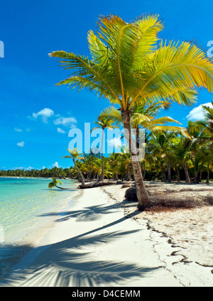 Palms at Playa Bavaro, Punta Cana, Dominican Republic, the Caribbean, America Stock Photo