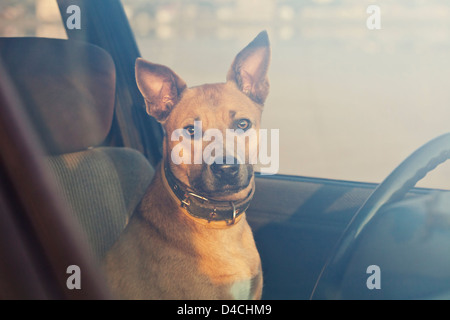 Lonely dog waiting in the car Stock Photo