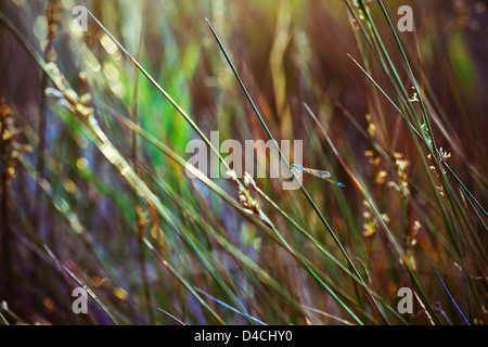 Beautiful blue dragonfly in the meadow Stock Photo