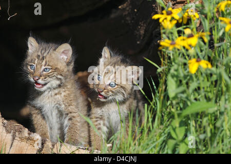 Two young bobcat cubs (lat.: Felis rufa) sit in a hollowed tree in Minnesota, USA, 2007. Photo: Ronald Wittek Stock Photo