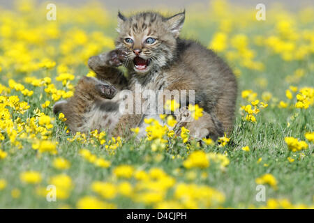 Two young bobcat cubs (lat.: Felis rufa) play on a meadow in Minnesota, USA, 2007. Photo: Ronald Wittek Stock Photo