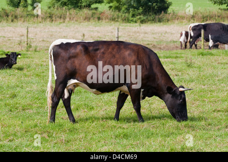 Gloucester (Bos taurus). Cow . Grazing. Norfolk. Mahogany colour form and showing the typical colour markings of the breed. Stock Photo