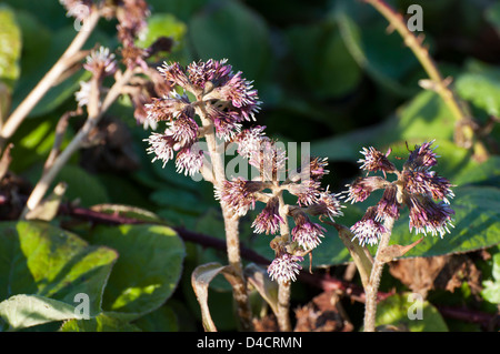 Winter Heliotrope A creeping rhizome found flowering in the winter months January to March. Stock Photo
