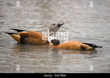 South african or Cape Shelduck Cadorna cana. COURTSHIP BEHAVIOUR, male behind chin lifting, inciting female front. Stock Photo