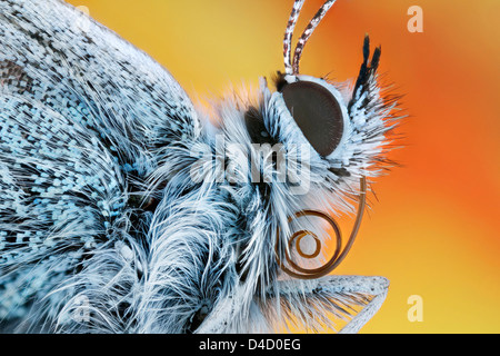 Common blue (Polyommatus icarus) with proboscis, extreme close-up