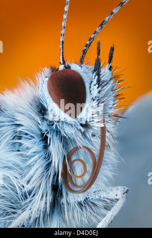 Common blue (Polyommatus icarus) with proboscis, extreme close-up