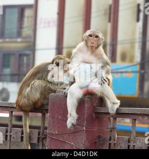 female monkey sitting on fence in the city Stock Photo