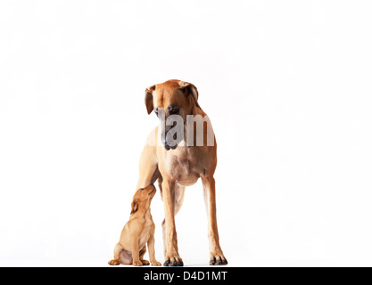 Mother dog standing with puppy Stock Photo