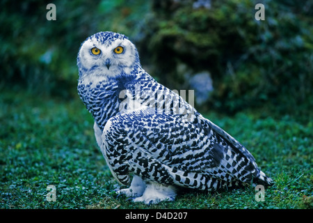 Schnee-Eule, Jungvogel (Nyctea scandiaca) Young Snowy Owl • Baden-Württemberg; Deutschland, Germany
