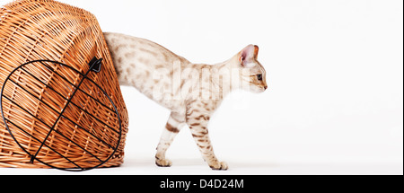 Cat climbing out of wicker basket Stock Photo