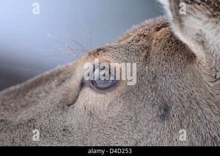 Red deer, Cervus elaphus, Germany, Europe Stock Photo