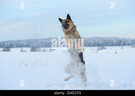 German sheperd in dog, Upper Palatinate, Germany, Europe Stock Photo