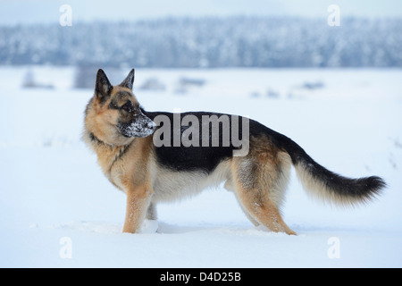 German sheperd dog in snow, Upper Palatinate, Germany, Europe Stock Photo