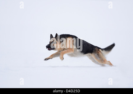 German sheperd in snow, Upper Palatinate, Germany, Europe Stock Photo