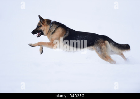 German sheperd in snow, Upper Palatinate, Germany, Europe Stock Photo