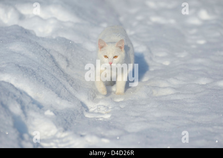 White cat in snow, Germany, Europe Stock Photo