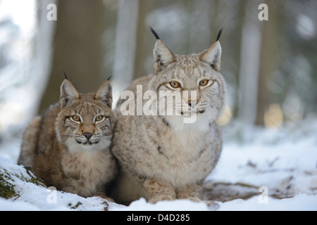 Two lynxes, lynx lynx, in snow, Bavaria, Germany, Europe Stock Photo