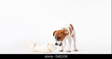 Dog looking at oversized bone Stock Photo