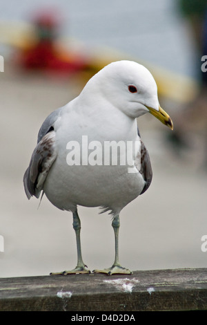 Common gull looking for food in Tromso, Northern Norway Stock Photo