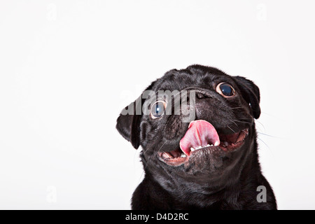 Close up of dog's panting face Stock Photo