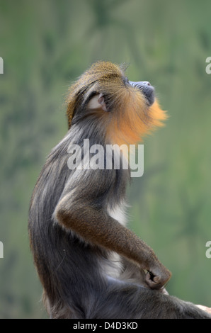 Weeper Capuchin (Cebus nigrivittatus) Stock Photo