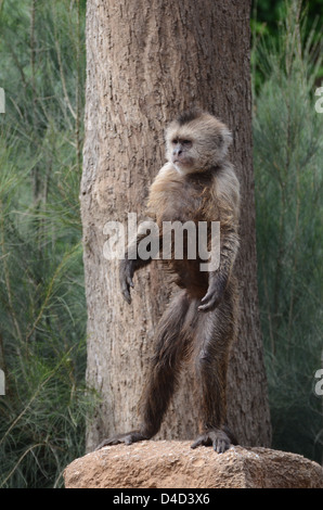Weeper Capuchin (Cebus nigrivittatus)