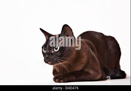 Cat looking at object in distance Stock Photo