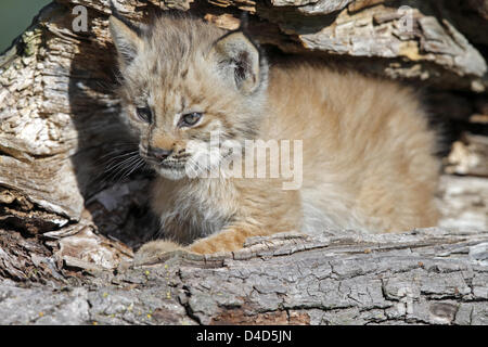 (dpa file) A young Canadian lynx (lat.: Felis lynx canadensis) is pictured on a tree trunk in Minnesota, USA, 11 July 2007. Photo: Ronald Wittek Stock Photo