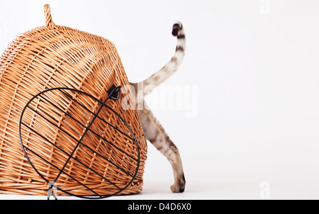 Cat climbing into wicker basket Stock Photo