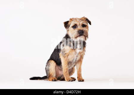 Dog sitting on floor Stock Photo