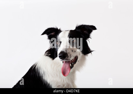 Close up of dog's panting face Stock Photo