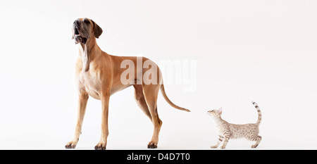 Cat sneaking up on howling dog Stock Photo