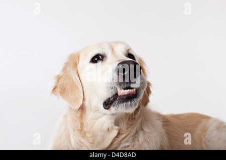Close up of dog's growling face Stock Photo