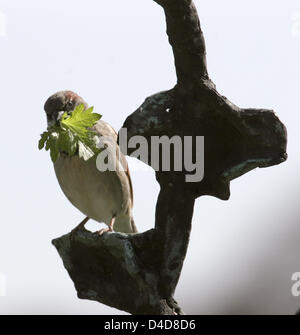 (dpa file) - A house sparrow (lat.: Passer domesticus) sits on a rusty anchor with nest material in his beak in Hamburg, Germany, 28 April 2006. Photo: Hinrich Baesemann Stock Photo